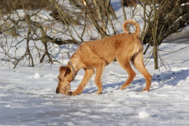 Köpek belgili tanımlık İrlandalı korkunç bir kanepede yatıyor