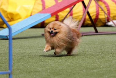 Alman Spire cins köpektir