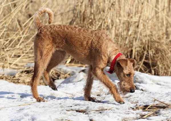 Le terrier irlandais est en hiver en promenade — Photo