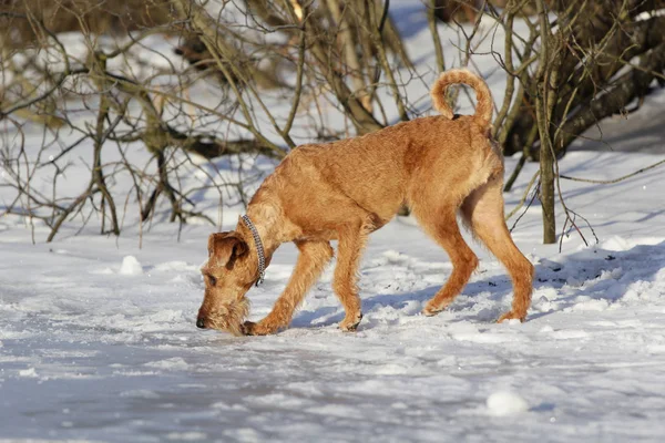 Chien le terrier irlandais repose sur un canapé — Photo