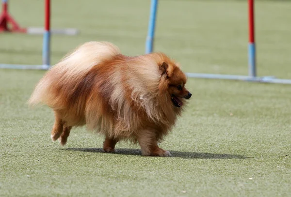 Un cane di razza è Spire tedesco — Foto Stock