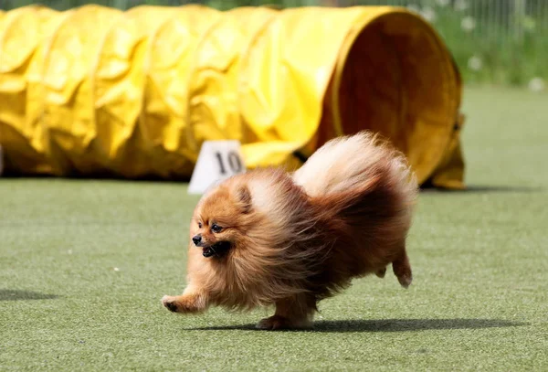 Alman Spire cins köpektir