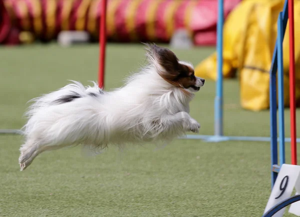 Cane di razza giocattolo continentale Spaniel Papillon — Foto Stock