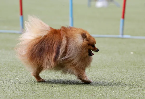 En hund av rasen är tyska spiran — Stockfoto