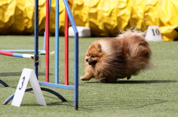 Un perro de raza es alemán Spire —  Fotos de Stock