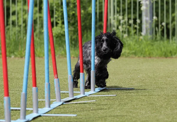 Un chien de race est un épagneul Agilité Image En Vente