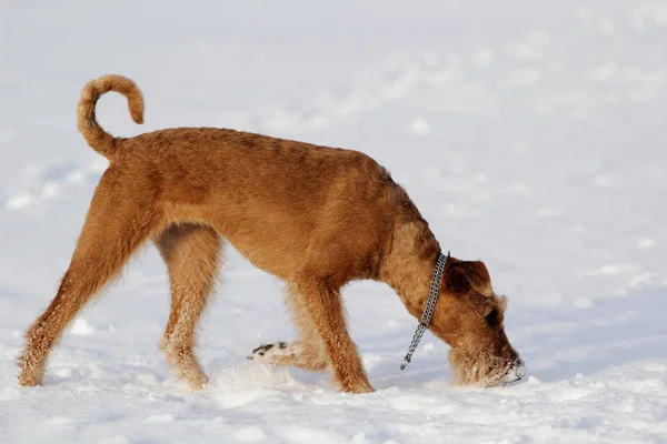 Chien le terrier irlandais en hiver en promenade — Photo