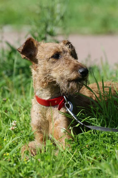 Dog the Irish terrier on a walk in-field — Stock Photo, Image