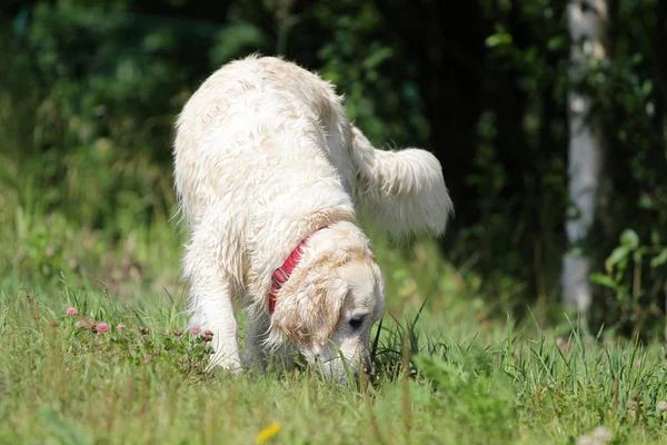 Perro blanco Labrador en el campo — Foto de Stock