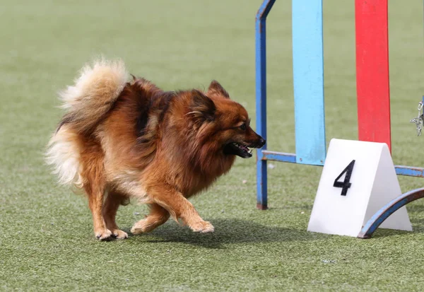 品種の犬はドイツの尖塔 — ストック写真