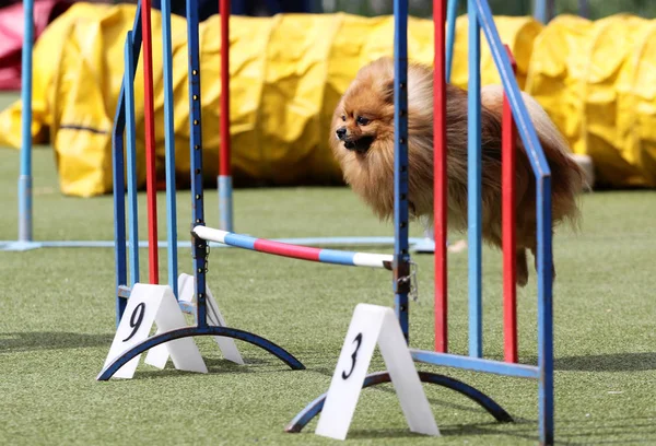 Ein Hund der Rasse ist deutscher Kirchturm — Stockfoto