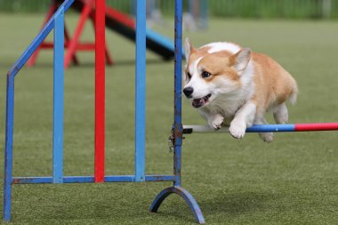 Hırka Galce Corgi köpek çeviklik yarışmaları