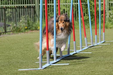 Shetland koyun rotasındaki çeviklik köpek