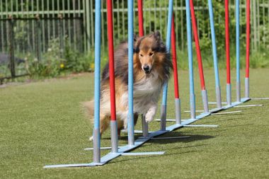 Dog the Shetland sheepdog on the route of Agility clipart