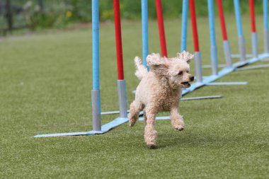 Kaniş köpek çeviklik kursu