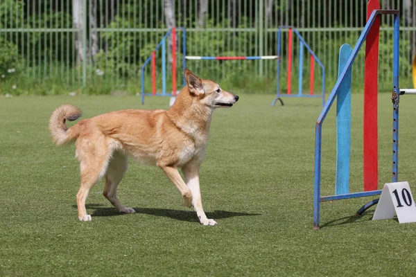 Hond op de wedstrijden Agility — Stockfoto