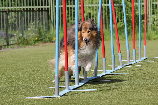 Dog the Shetland sheepdog on the route of Agility
