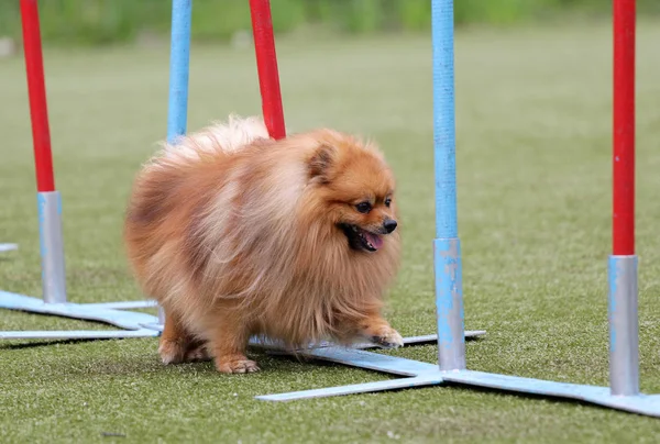 Ein Hund der Rasse ist deutscher Kirchturm — Stockfoto