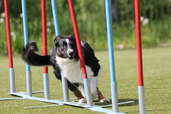Dog Border Collie on the route of agility trials — Stock Photo, Image