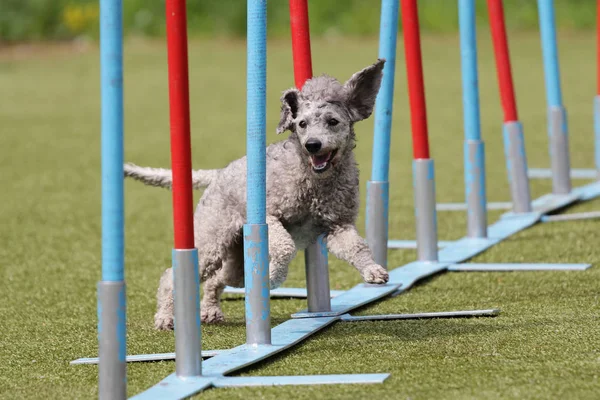 Cão de caniche em curso de agilidade — Fotografia de Stock