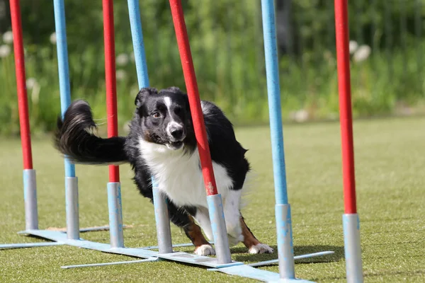 狗边境牧羊犬的敏捷性试验路线上 免版税图库照片