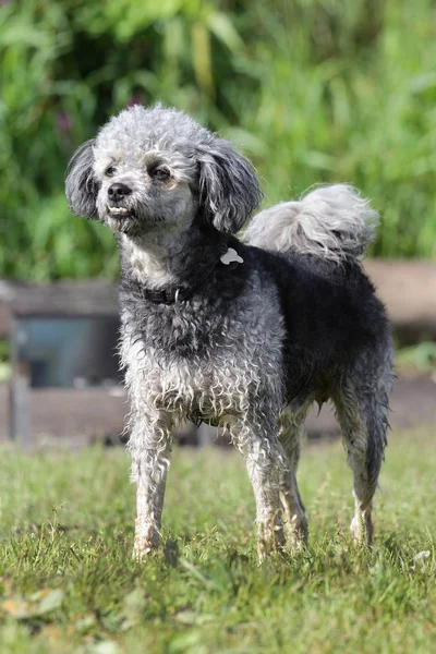Dog poodle on a walk in-field — Stock Photo, Image