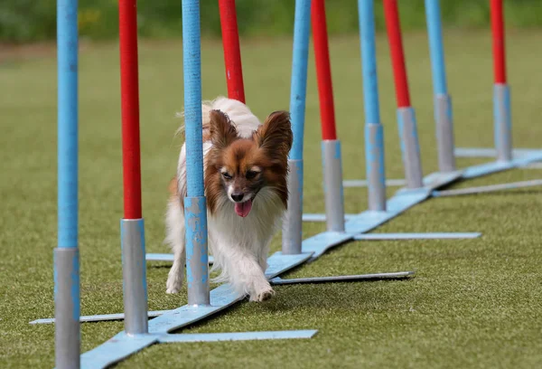 Cão de raça Continental brinquedo Spaniel Papillon — Fotografia de Stock