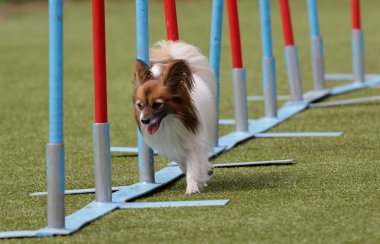 Doğurmak Continental oyuncak İspanyol Papillon köpek 
