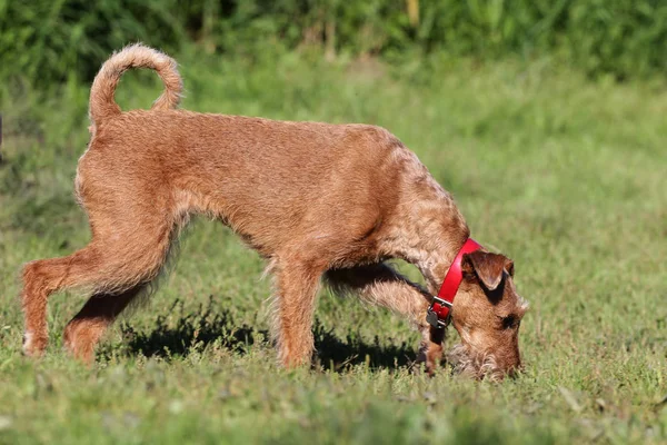 Cão o terrier irlandês no campo — Fotografia de Stock