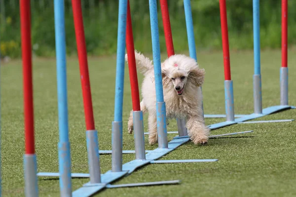 Cane cagnolino sul corso di agilità — Foto Stock