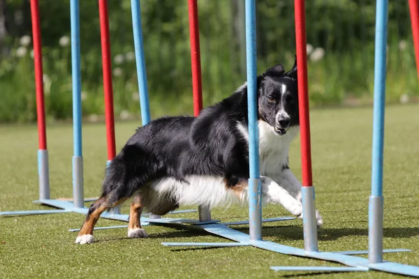 Dog Border Collie en la ruta de las pruebas de agilidad —  Fotos de Stock