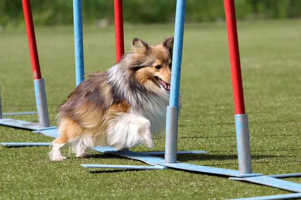 De Shetland sheepdog op de route van behendigheid van de hond — Stockfoto