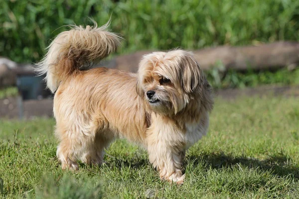 Собака на прогулке в поле Лицензионные Стоковые Фото