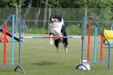 Köpek kenar kömür ocağı rotasındaki çeviklik denemeler