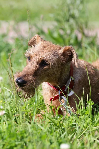 Pes irský teriér v poli na procházce — Stock fotografie