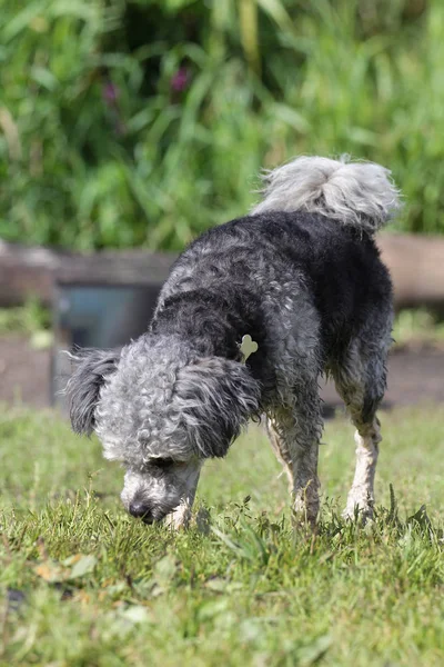 Perro caniche en un paseo en el campo — Foto de Stock