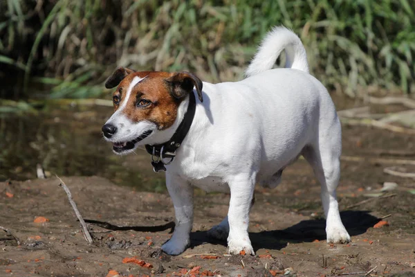 Dog Jack Russell Terrier em uma caminhada — Fotografia de Stock