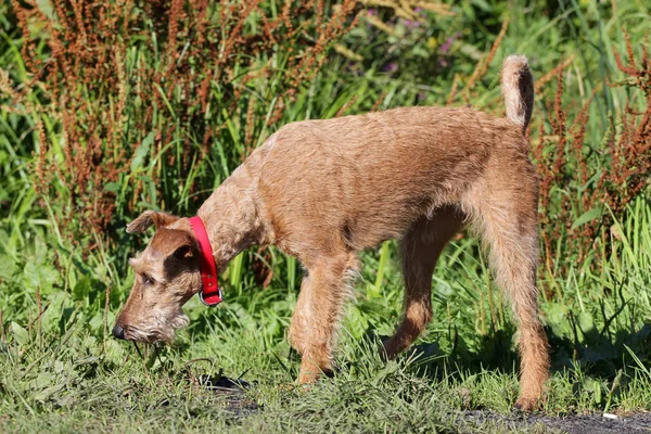 Dog the Irish terrier in-field — Stock Photo, Image