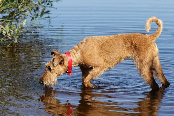 Köpek belgili tanımlık İrlandalı korkunç bir gölde banyoları