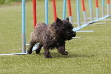 Kenar korkunç köpek çeviklik yarışmaları