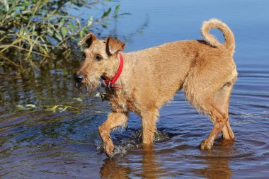Köpek belgili tanımlık İrlandalı korkunç bir gölde banyoları