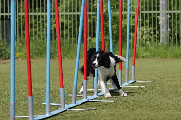 Hund bordercollie på sträckan för agility prövningar — Stockfoto