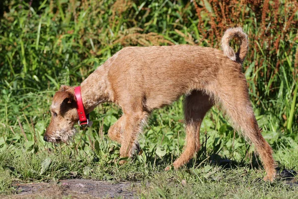 Perro el terrier irlandés en el campo — Foto de Stock