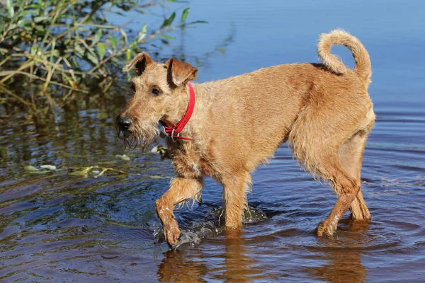 Köpek belgili tanımlık İrlandalı korkunç bir gölde banyoları