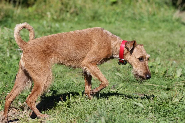 Cão o terrier irlandês no campo — Fotografia de Stock