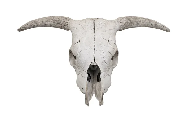 Crâne de bouvillon avec cornes — Photo