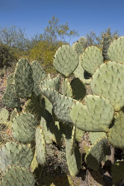 Çölde kaktüs inciri