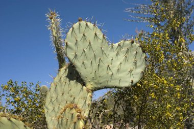 Kaktüs inciri şeklinde bir kalp gibi