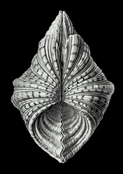 Seashell zeeplankton bevat micro-organisme — Stockvector