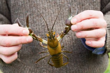 Amerikan sinyal kerevit 